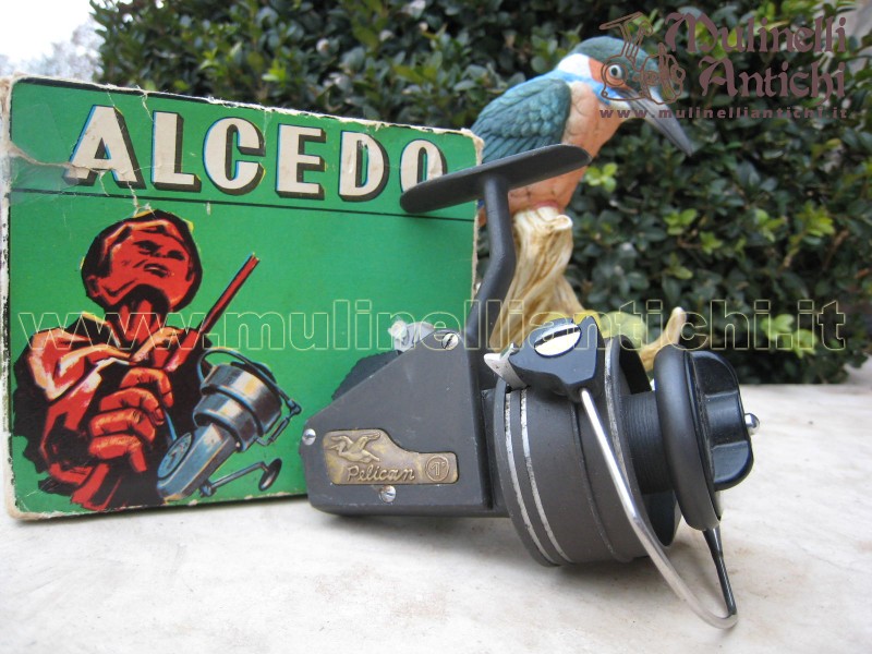 Alcedo